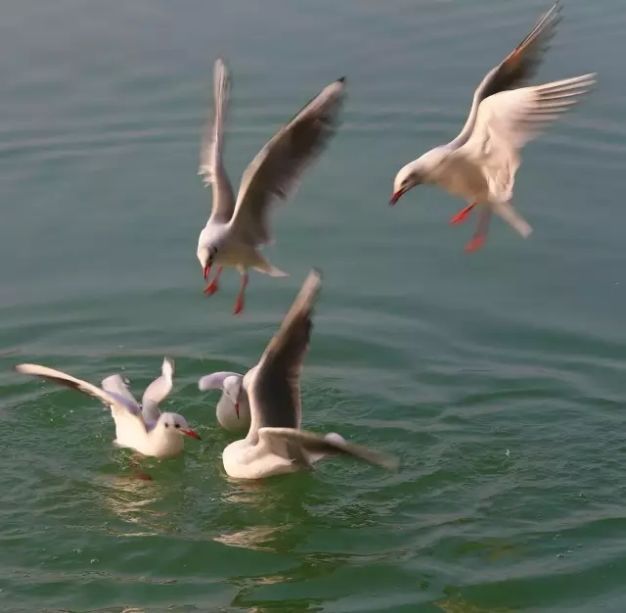 雅安弈棋,攻防皆有深意,演绎比赛高光时刻 雅安弈棋,攻防皆有深意,演绎比赛高光时刻